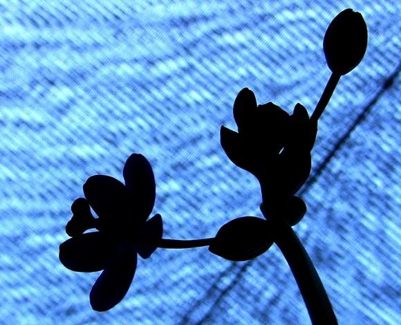 CUBAH0RA's tweet photo. #BuenosDías amigos de @Cubah0ra, hoy compartimos unas imágenes del Jardín Botánico #OrquidearioSoroa,🌷 que Alberga la mayor colección de orquídeas de toda #Cuba.
📌Es Patrimonio Nacional y forma parte de la Reserva de la Biosfera Sierra del Rosario.
📸Jose René Morales https://t.co/2L96T5J0KE