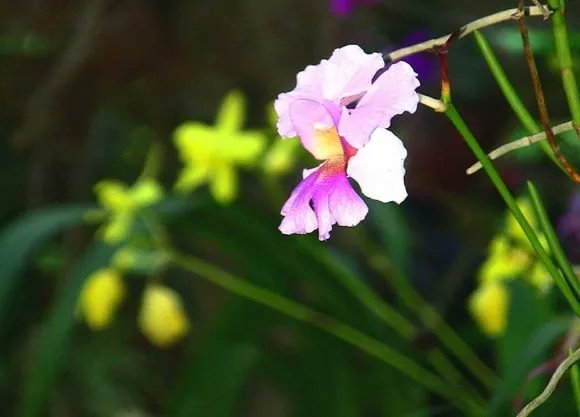 CUBAH0RA's tweet photo. #BuenosDías amigos de @Cubah0ra, hoy compartimos unas imágenes del Jardín Botánico #OrquidearioSoroa,🌷 que Alberga la mayor colección de orquídeas de toda #Cuba.
📌Es Patrimonio Nacional y forma parte de la Reserva de la Biosfera Sierra del Rosario.
📸Jose René Morales https://t.co/2L96T5J0KE