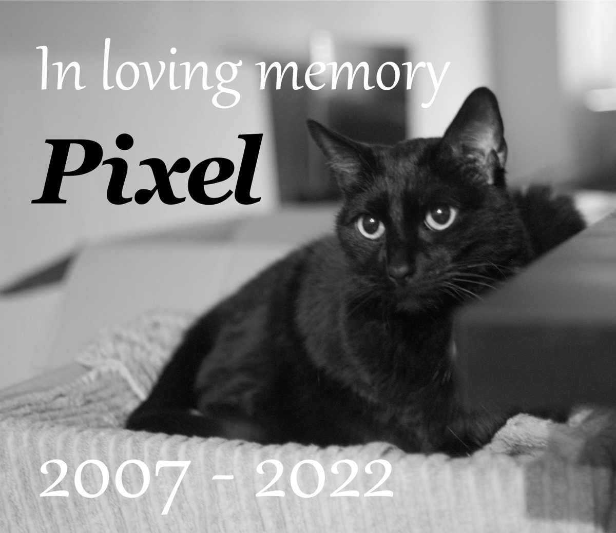 teh_spikey's tweet photo. CW: pet memorial https://t.co/87QrEHqy3v