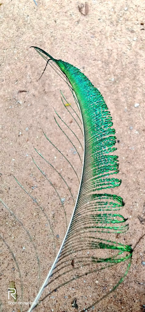 CholaPallavan's tweet photo. #Myclick #Pecock https://t.co/2pxJAhn603