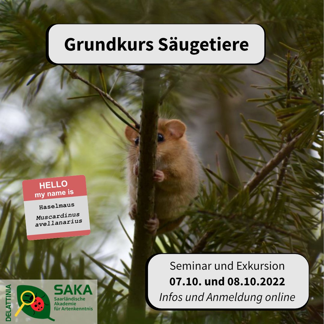 artenkenntnis's tweet photo. Von der nur wenige Gramm schweren Mückenfledermaus bis hin zum über 100 Tonnen schweren Blauwal, Säugetiere sind enorm anpassungsfähig.
Infos und Anmeldung: https://t.co/PhO68eOs6r
#bpbv #biologischevielfalt #biodiversity #foertax #artenkenntnis #speciesliteracy #mammalia https://t.co/IqTTreGPhY