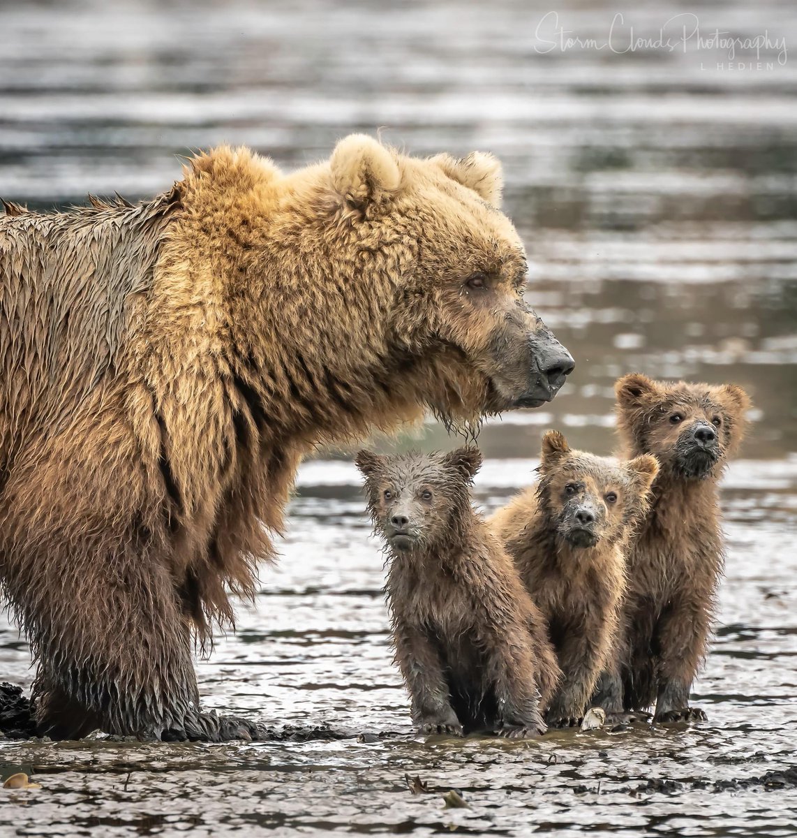 lhedien's tweet photo. Cute #springer #brownbear #cubs and Mama. 😍 Image made in remote
#Alaska. 🍼🐻 #visitAlaska #bear #wildlifephotography #grizzly #thephotohour #nikonUSA #natgeoyourshot #zcreators #travelalaska #akwildlife #captureAlaska #natwildmag #wildlifepic #natgeowild #nikonoutdoors https://t.co/J0KbCWg9yL