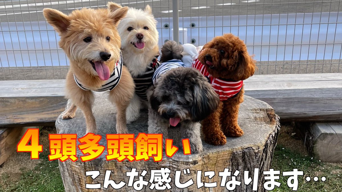 cotetsu_uta's tweet photo. チワプーとタイニープードルの
お友達が遊びに来てくれました☺️
4匹でお留守番してる様子など
あるので是非見て下さい😊

https://t.co/Gjc0WpEtVd https://t.co/KoU142IfRV