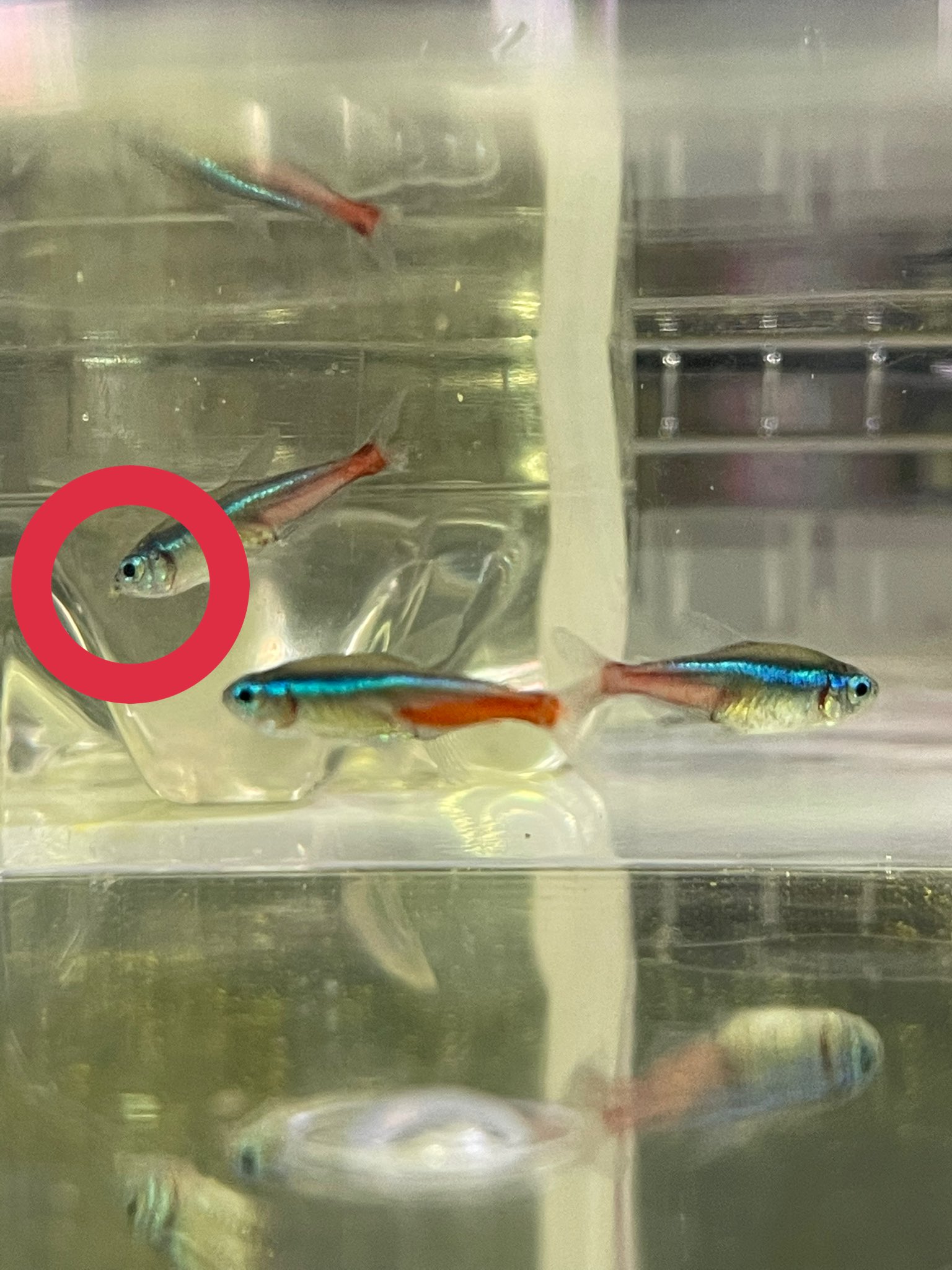 Jill King Aquarium 口腐れ病 ネオンテトラ 口腐れ病 魚病 アクアリウム Aquarium Twitter