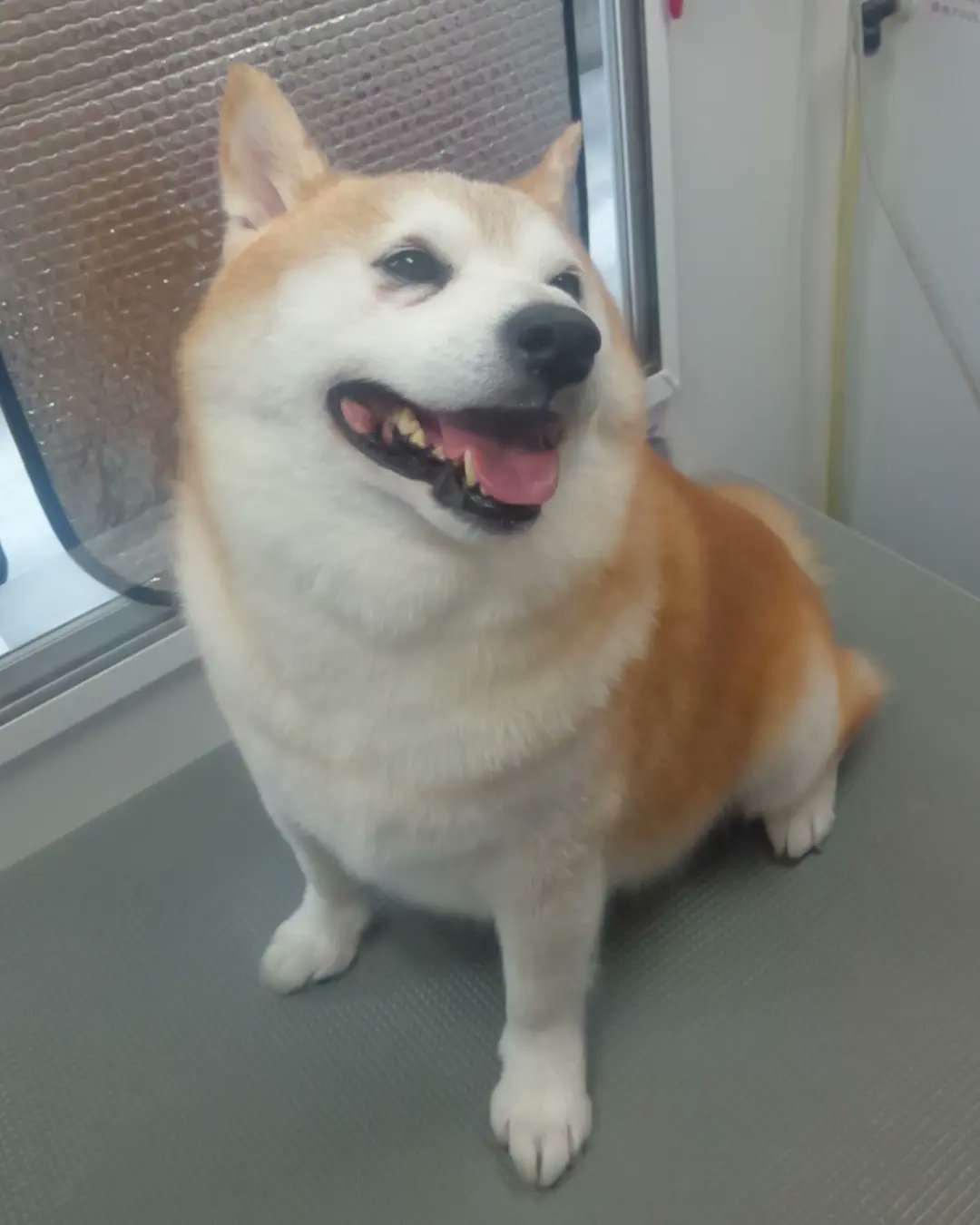 出張トリミングサロン ワンにゃんシャンプー 柴犬のポン太くんです イイコにしてたよ ワンにゃんシャンプー 豊田市 みよし市 安城市 知立市 刈谷市 東郷町 長久手市 瀬戸市 愛知県 出張トリミング 移動トリミング 訪問トリミング