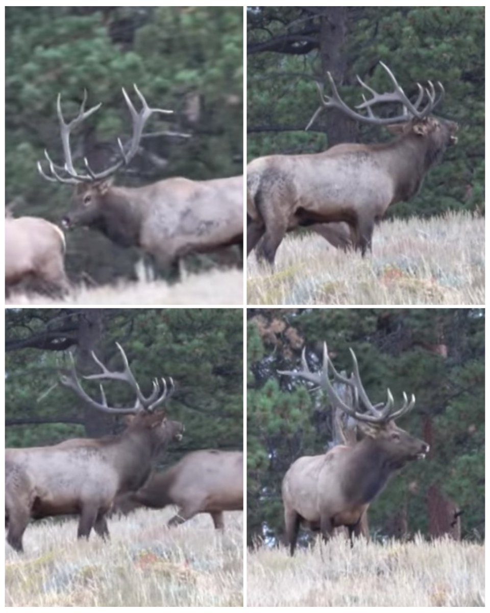Came across a few elk the other day up on the Rocky Mountains. #hunting #hunt #hunter #outdoors #elkhunting #fishing #nature #Rutting #huntingseason #bowhunting #huntinglife #elk #wildlife #archery #photography #deerhunting #Colorado #RockyMountains #RuttingSeason #BullElk