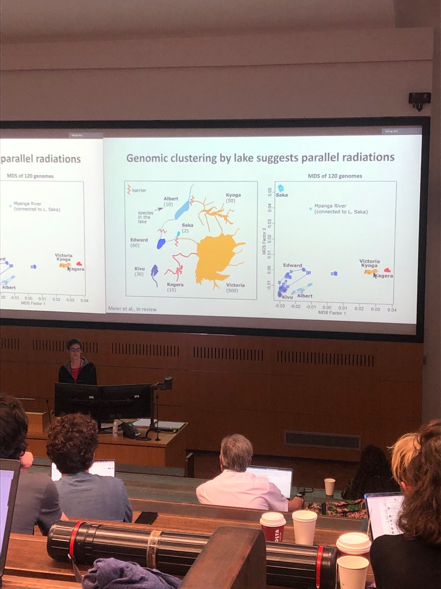 And it’s time for the last talk of #cichlidsci22: @joana_meier shares her fascinating work on how genetic admixture facilitated rapid adaptive radiations
