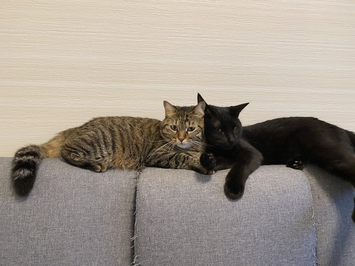kl_qnt's tweet photo. 今日の猫
場所を譲らない親子 https://t.co/Op3p0B0Ov1