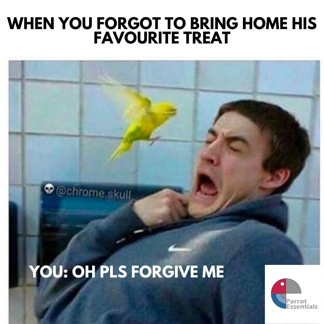 ParrotEssential's tweet photo. Is apology accepted, buddy? 🥺🫠
#funtasticfridays #parrotessentials #parrots #funnyparrots #parrotmeme #parrothumor #parrottrivia #parrotfacts #parrottips #parrotshop #parrottoys #parrotfood #parrottreats #parrotcages #parrotcaretip https://t.co/LMMnvNLOvK