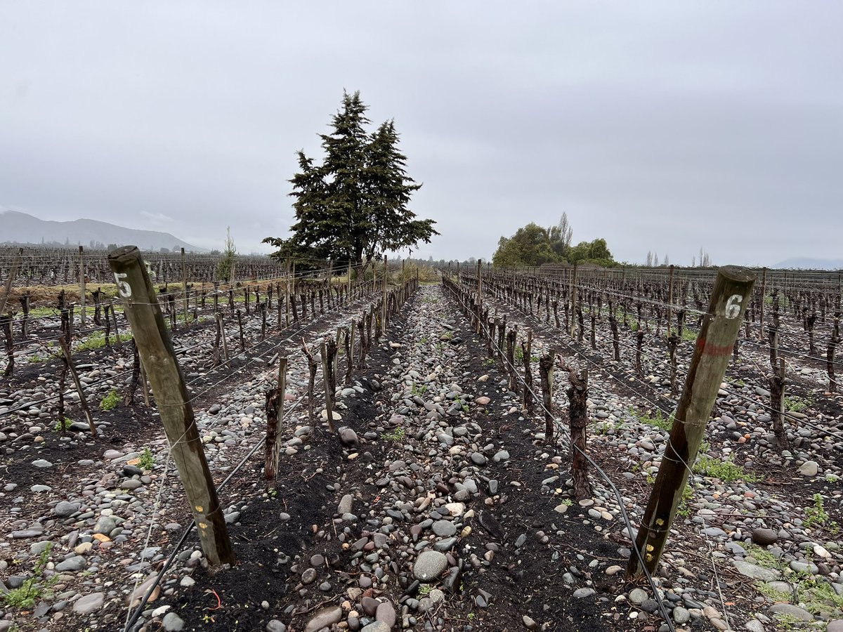 Jamie Goode tweet media