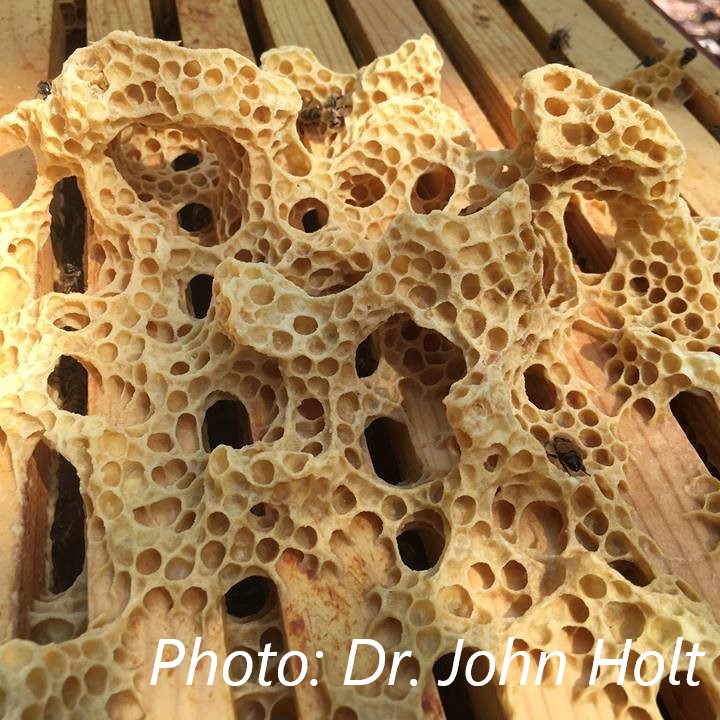 Sara_Jiang's tweet photo. Today's #FoodiePath Challenge 🍯🐝:
(Photo courtesy of Dr. John Holt!)

👉 Reminder of the unofficial rules:
🍎 I'll post a photo of a food item
🧐 Your job is to name a related finding/disease
📷 Bonus points if you have an example of the entity to share! https://t.co/67Khez22bJ