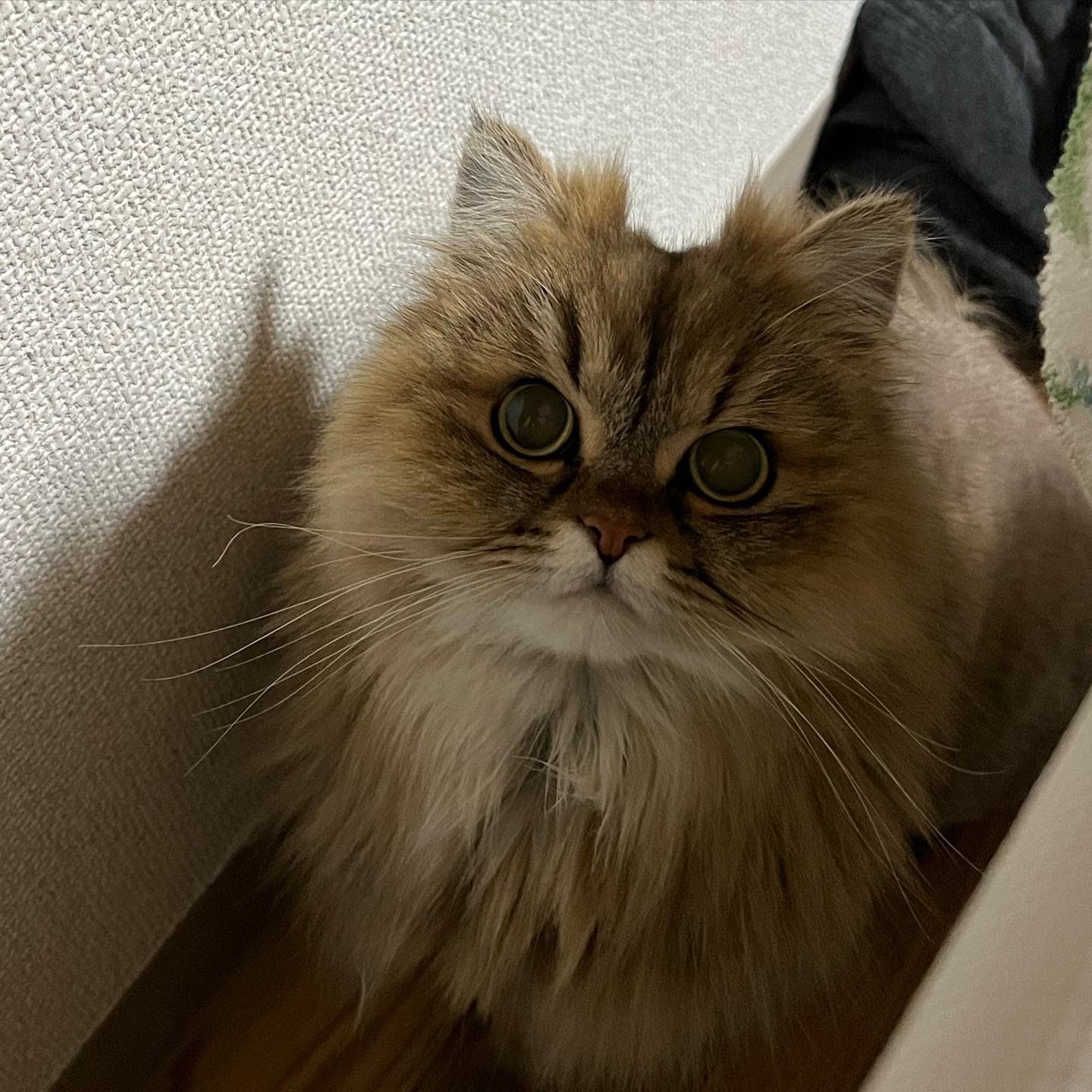 らら ぶりお Rara Burio Twitter