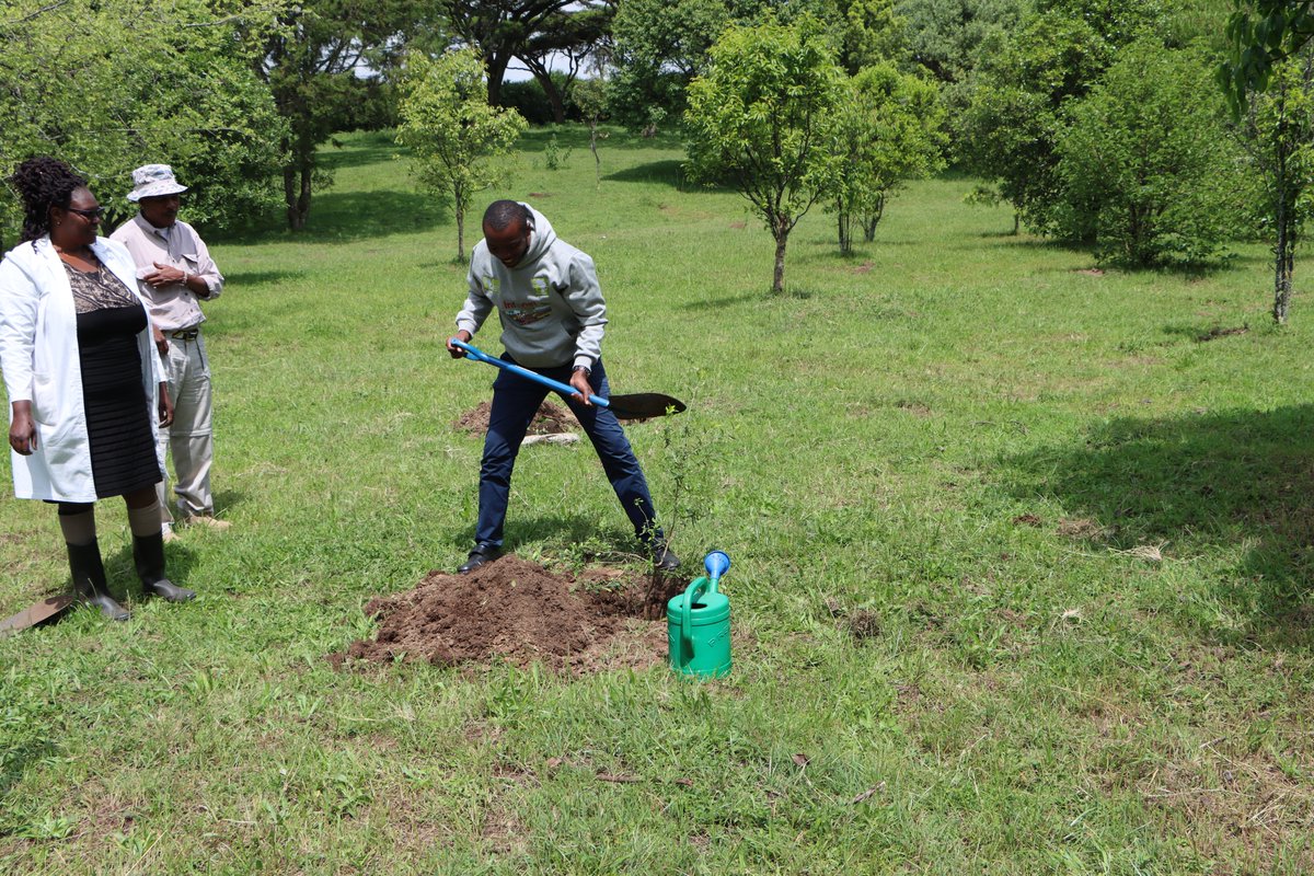 ChareiMunene's tweet photo. It was a great pleasure planting a tree at my alma mater Egerton University Botanic garden.
#Lets plant trees
#trees https://t.co/bhrhEBQhoB