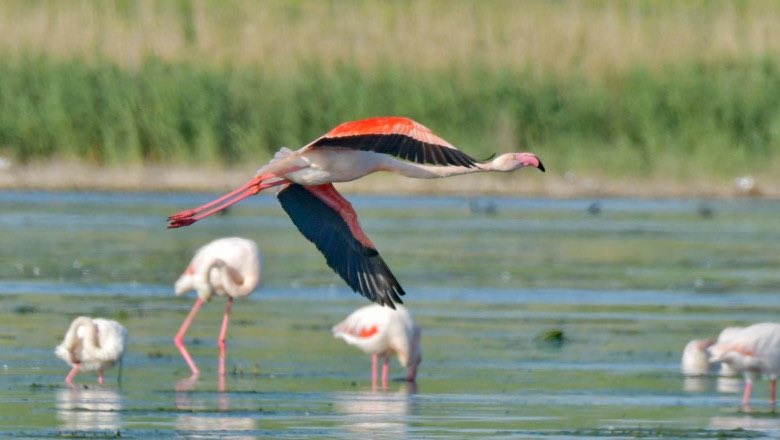 Flamingos have returned to Romania for a second year in a row. They’re located in different areas around the Danube Delta.
#Romania