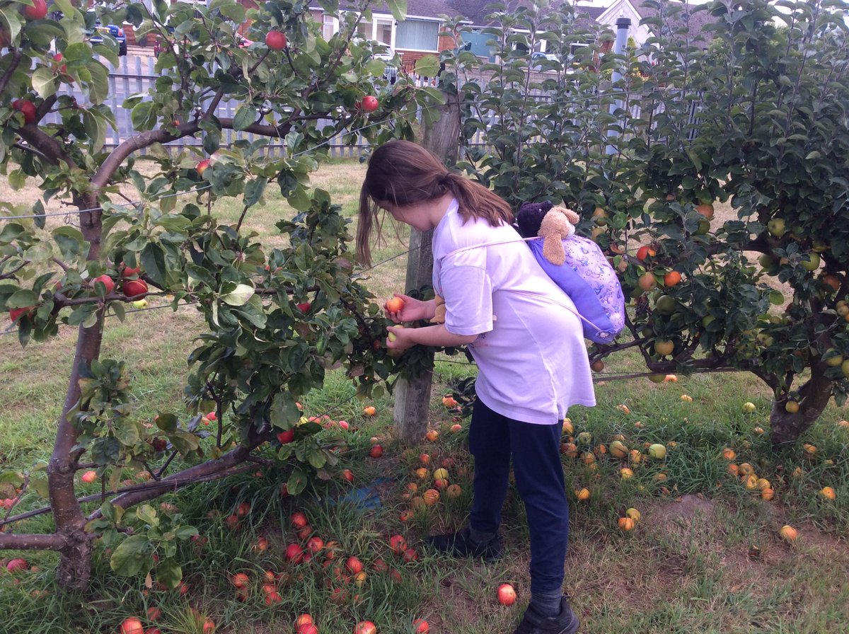 TirMorfa's tweet photo. #ytmllandegla have been harvesting in the orchard. #ytmscitech #ytmhelwelb https://t.co/h3sLBdte59