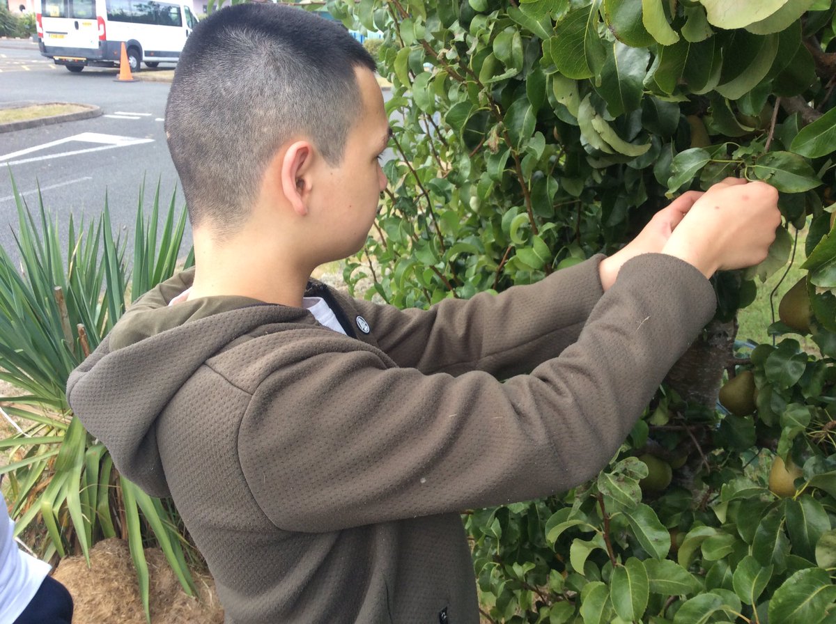 TirMorfa's tweet photo. #ytmllandegla have been harvesting in the orchard. #ytmscitech #ytmhelwelb https://t.co/h3sLBdte59