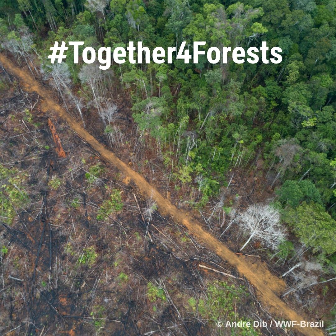 82% der Europäer*innen finden, Unternehmen sollten keine Produkte verkaufen, die zur globalen #Entwaldung beitragen. <a href="/Europarl_DE/">Europaparlament</a> , am 13.9. haben Sie es in der Hand. Stimmen Sie für eine starke Verordnung, und beenden Sie die Zerstörung der #Tropenwälder. #Together4Forests