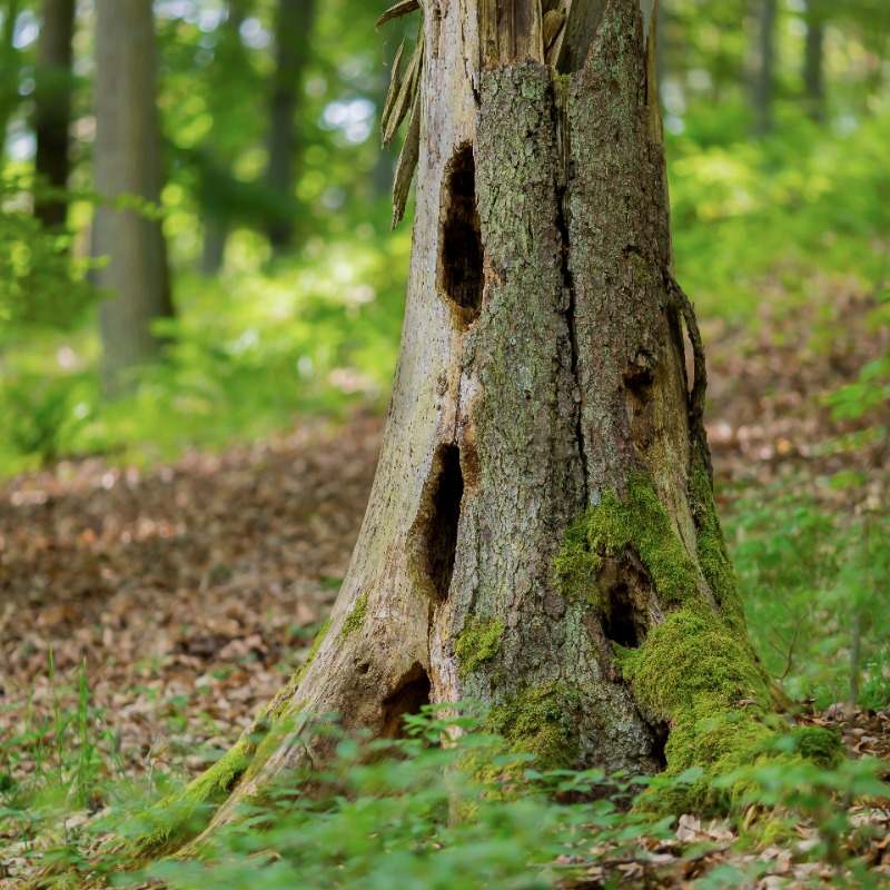 BaySF_Direkt's tweet photo. #DeutscheWaldtage2022 auch in Passau 🌳😍
Von 16.9.-18.9. finden rund um #Passau spannende #Waldführungen mit unserem Forstbetrieb #Neureichenau statt.
Themen:
🌰 #Eichenwälder
🏎 Ökorallye
💚 Spaziergang durch #Naturwaldreservat