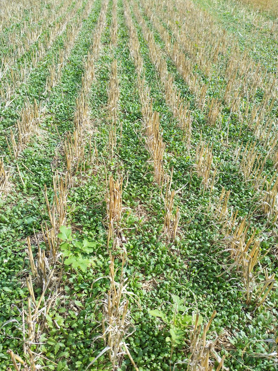 NeddyFlanders11's tweet photo. Can a cover crop be a weed species? #groundsel https://t.co/JNhbzq5YA9