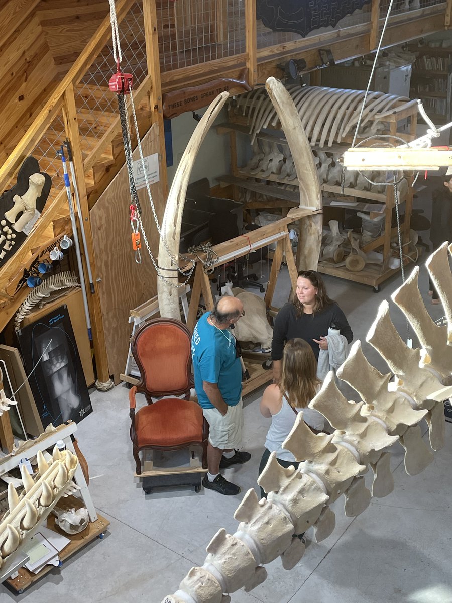 Our Biology of Marine Mammals class visited Bonehenge yesterday and learned about whale skeletons from the incomparable Keith Rittmaster. I love having this great resource in our community. Thanks to @danawr8 for photos. @DukeEnvironment @DukeMarineLab @DukeU