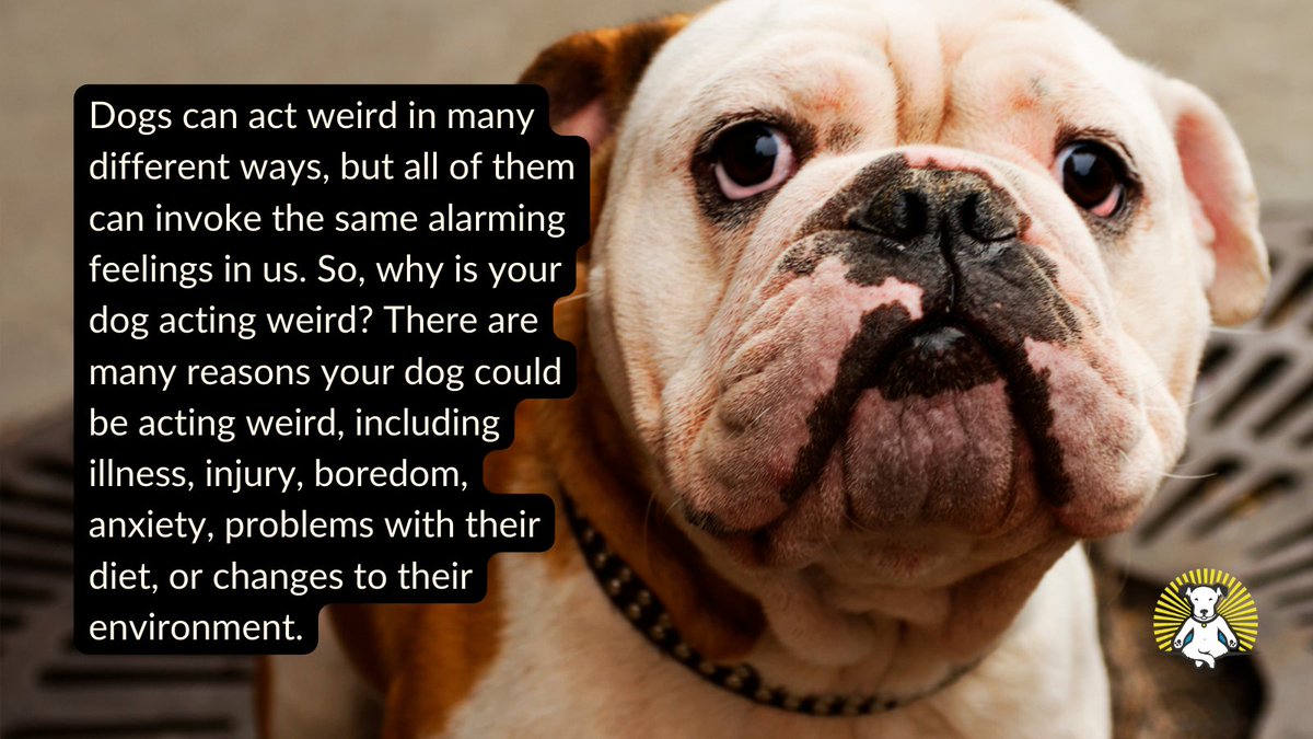 VisionaryPet's tweet photo. Why your dog is acting weird?
#cutedogs #twittertrends #fundogfact #dogfacts #factsofdogs #trendswithdogs #doglove #dog #dogs #doglife #doglover #dogs #thingsdogslove #puppy #puppylove #chooseyourfav #love #trending #twitterdogs #hundeliebe #doggo #ilovemydog #dogslife #pets https://t.co/mTY6Obw4lW