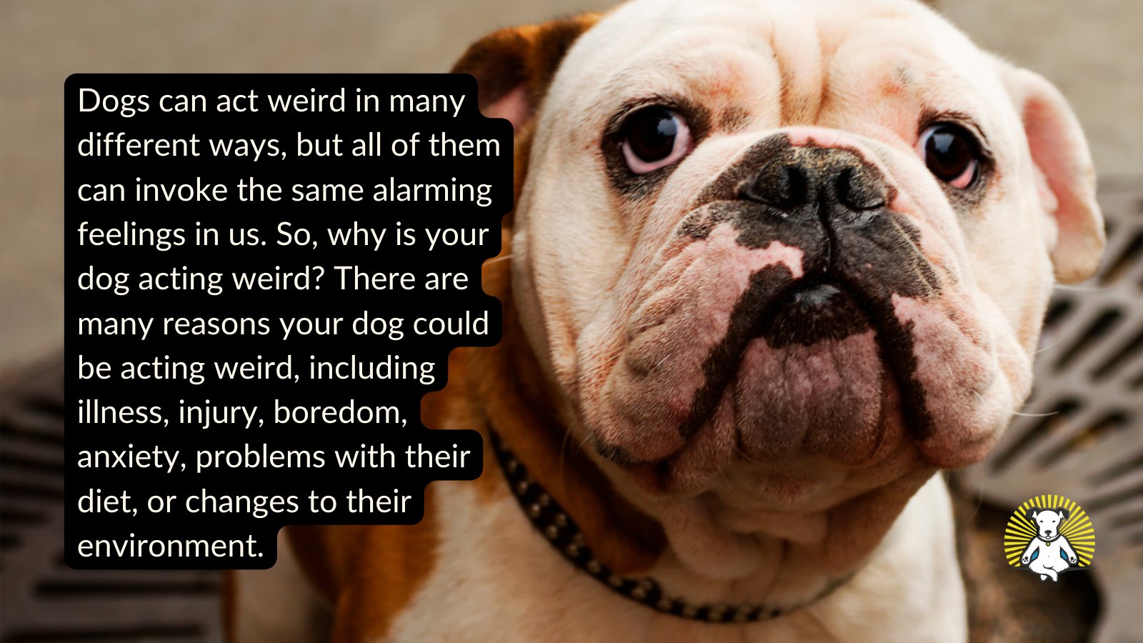 What Do You Do When Your Dog Is Acting Weird