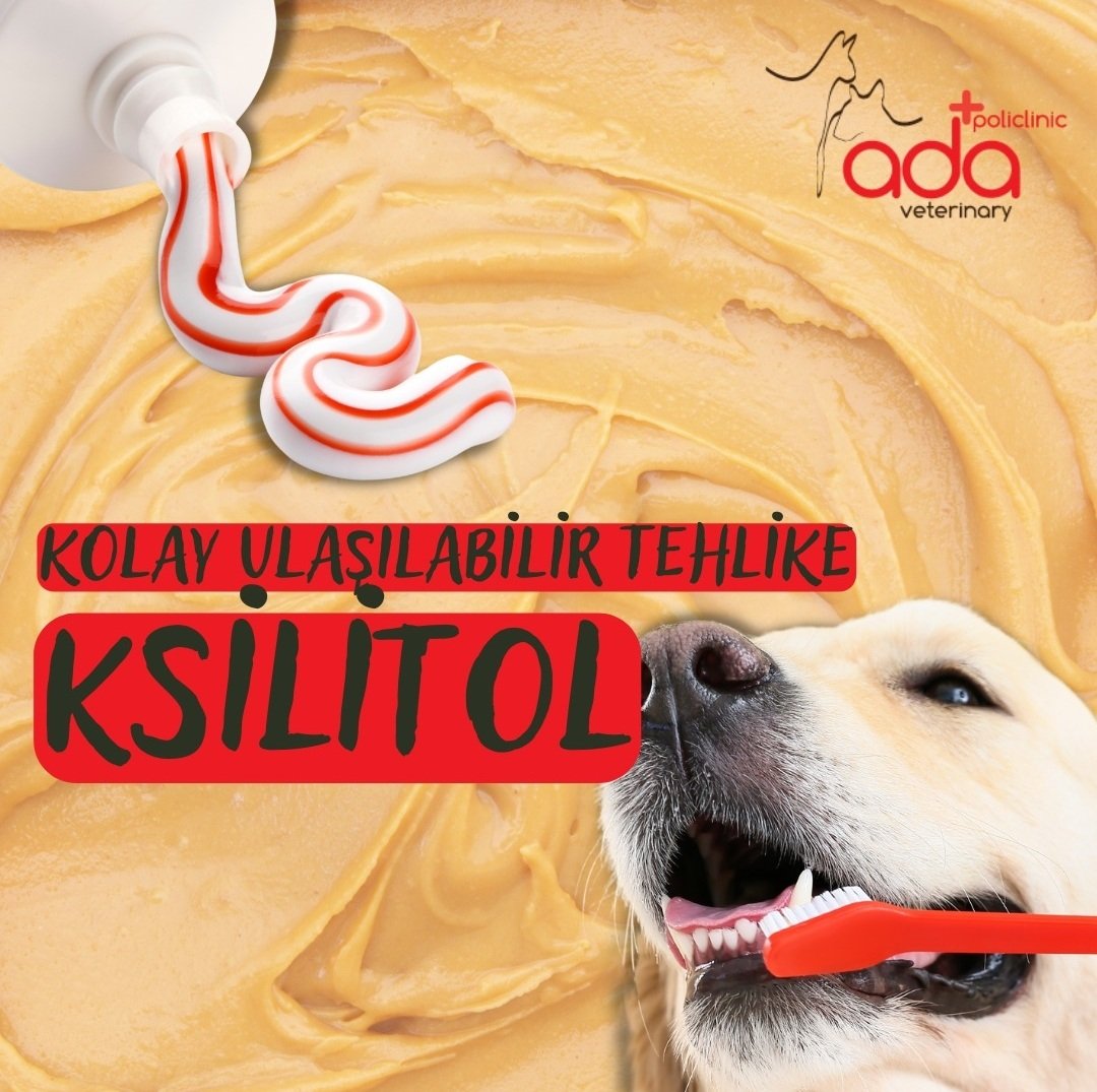 İnsan ağız hijyen ürünlerinin pek çoğu (diş macunları, gargaralar…), şekersiz sakızlar ksilitol içermektedir ve bu madde, insanlar için bilinen herhangi bir risk taşımasa da köpekler için son derece ölümcüldür.
Köpek dostlarınızı #ksilitol içeren ürün ve gıdalardan uzak tutun👍🏻