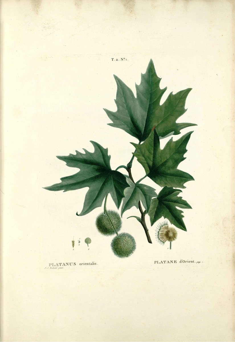 Biblioteca_RJB's tweet photo. Respuesta:
Dos especies diferentes con el mismo nombre común: "plátano" (del griego πλατύς (platýs) "ancho"
⬅️ Familia: #Platanaceae
➡️ Familia: #Musaceae https://t.co/6x74GEuH0x