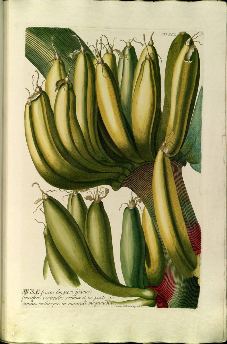 Biblioteca_RJB's tweet photo. Respuesta:
Dos especies diferentes con el mismo nombre común: "plátano" (del griego πλατύς (platýs) "ancho"
⬅️ Familia: #Platanaceae
➡️ Familia: #Musaceae https://t.co/6x74GEuH0x
