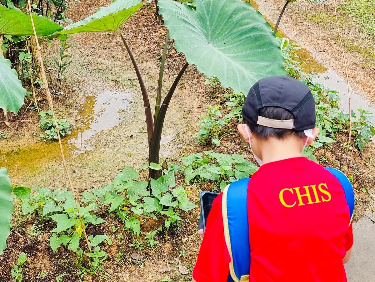 @CHISprimary tweet media