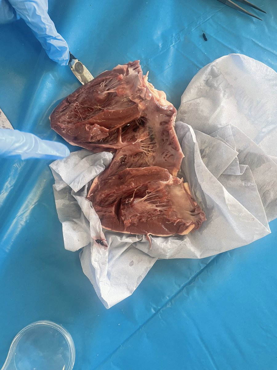 RosComCol's tweet photo. 2nd year science further developing their lab skills this week by dissecting hearts 💜💛💚💙❤️ @JctScience @GRETBOfficial #iheartscience https://t.co/I5rS4zagHT