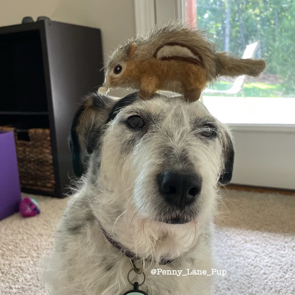 Penny_Lane_Pup's tweet photo. Oh. My. Dog. 🐿🐿🐿🐿
#dogsoftwitter #pennylane #stuffedfrenfriday https://t.co/JnvPxQdITK