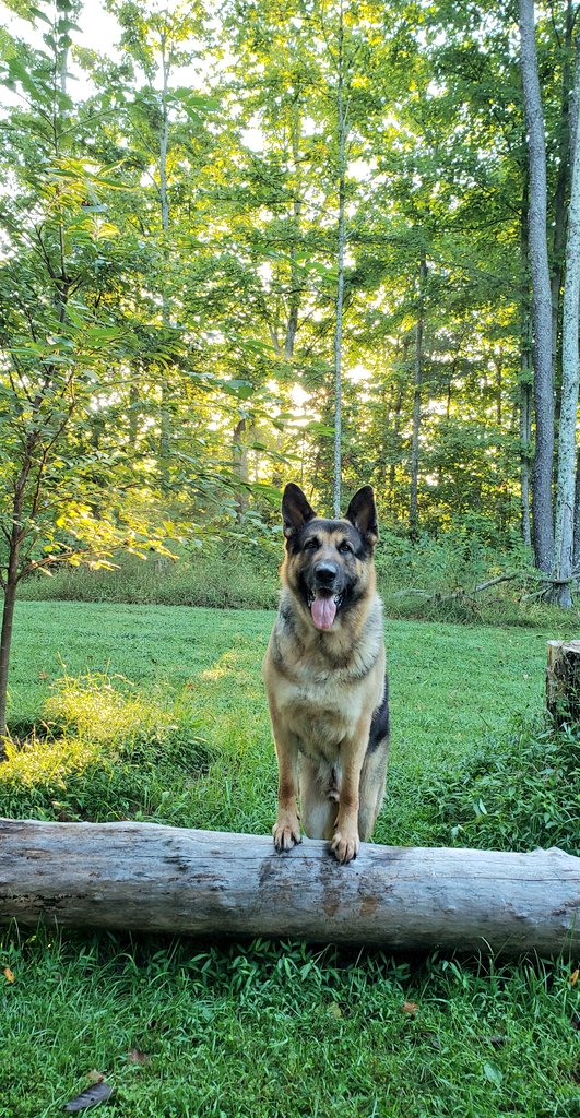 K9Garm's tweet photo. Good morning. https://t.co/fYX86IwbSV