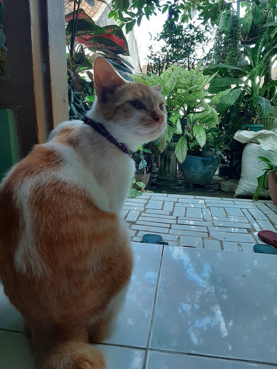 femaus69's tweet photo. Si Ipo.. 🐈🐈 https://t.co/mnId0fO0hV
