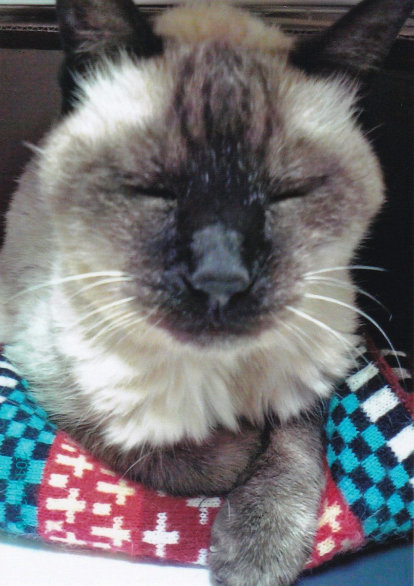 もみじ

かみつき猫とかみつき猫を溺愛する漫画家の日常 (クイーンズセレクション)   勝川ユミ amazon.co.jp/dp/B08D9DHK4J/… @amazonJPより