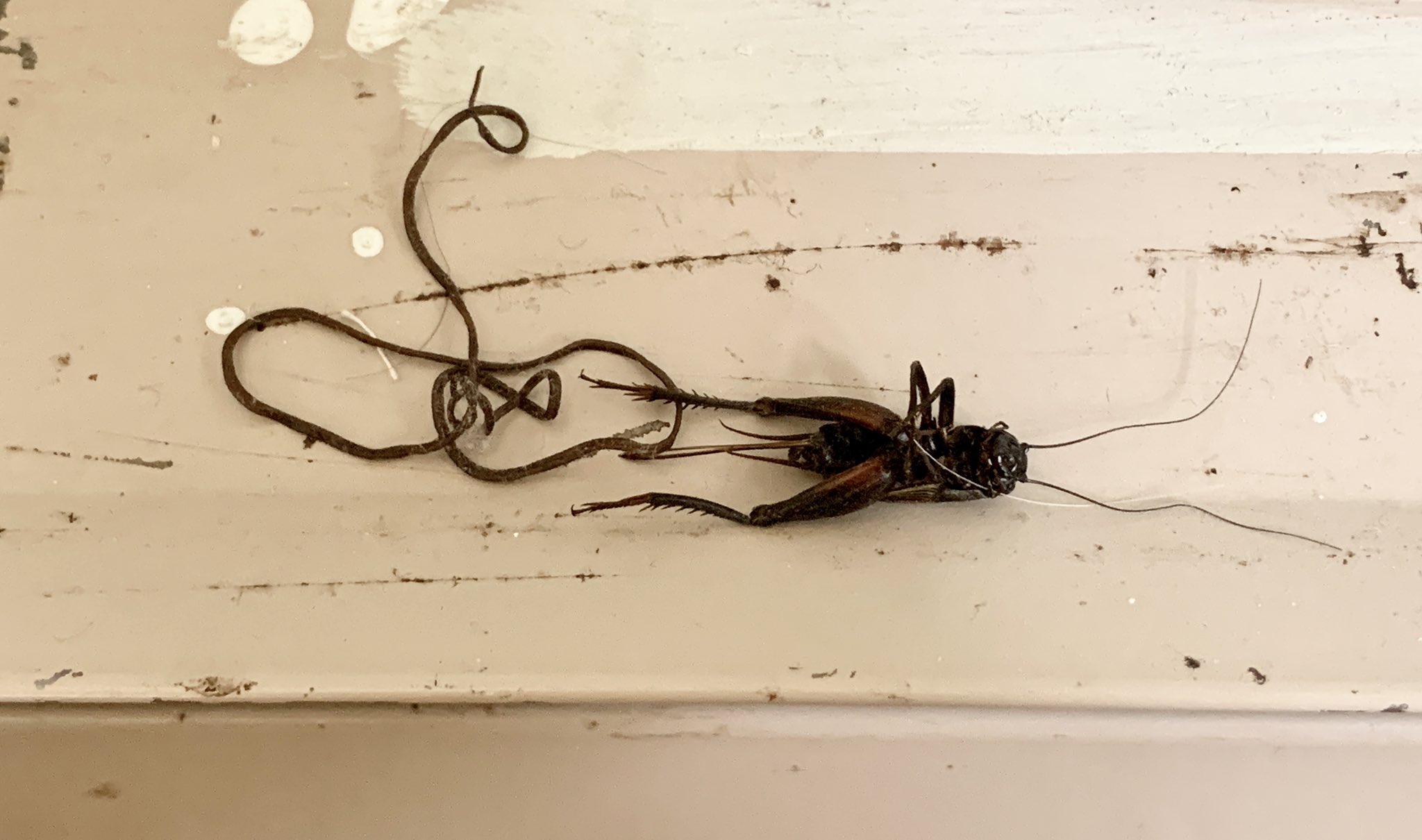 Dr. Jonathan Kolby on X: This isn't something I expected to find in my  house this morning! A dead cricket next to the parasitic horsehair worm  that came out of it. These
