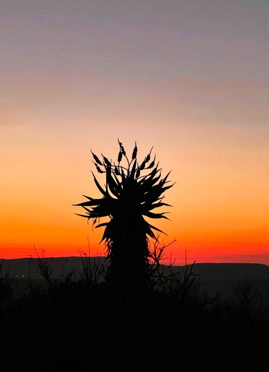 African Safari Collective tweet media