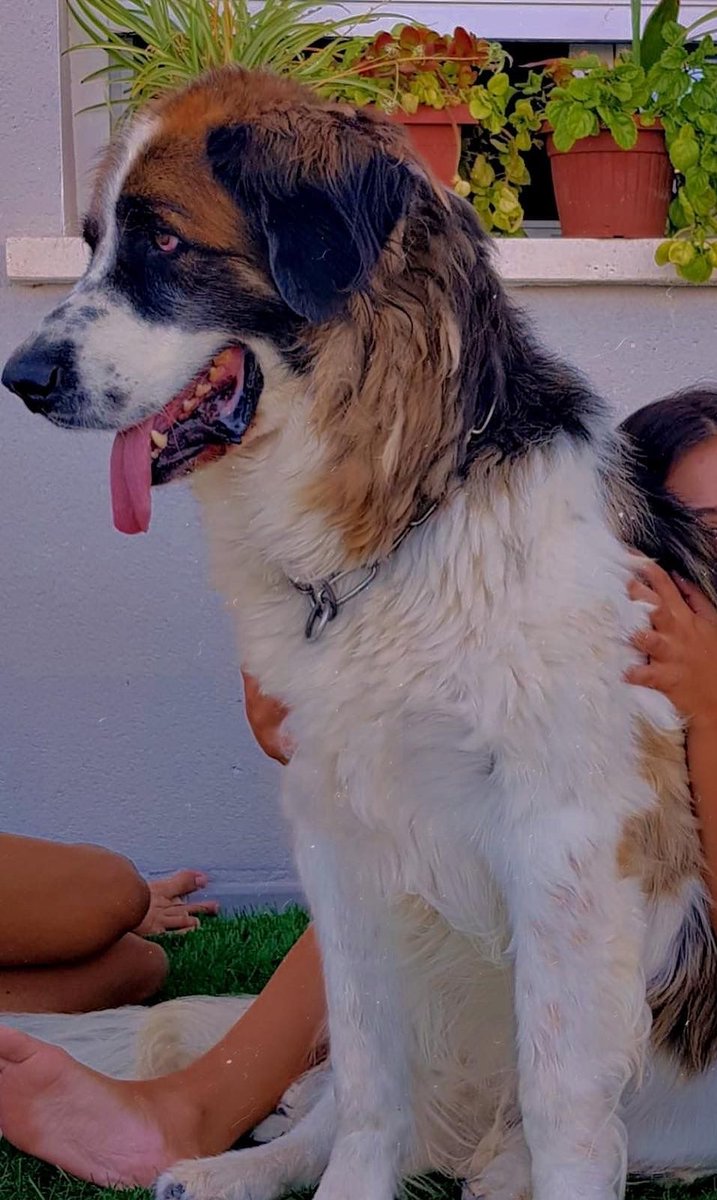 Anoche en  calle taibilla altorreal envenenaron a BRUCE, solo gente despiadada puede hacerlo, pero existe...y viven en mi calle.
Todos los que tengan mascotas tener mucho cuidado, sobre todo alrededor de contenedores.
<a href="/vivoenaltorreal/">Vivo en Altorreal</a> <a href="/CantEliseo/">Eliseo García Cantó</a> <a href="/candeu2015/">Ent. Urb. Altorreal</a>  
<a href="/AytMolinaSegura/">Ayuntamiento de Molina Segura</a>