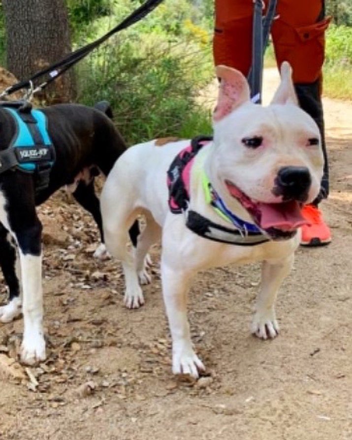 CaldesAnimal's tweet photo. Meldie (1 año)ya conoce el https://t.co/ATs3QtuIRB una perra cariñosa, juguetona, con mucha energía. Convive con su compañero y aunque es bastante marimandona, no hay problema entre ellos. 
Se requiere licencia PPP
Caldes Animal -Barcelona 
T 666526181 
https://t.co/YOZy4CTSaG https://t.co/WzmXEsXWsc