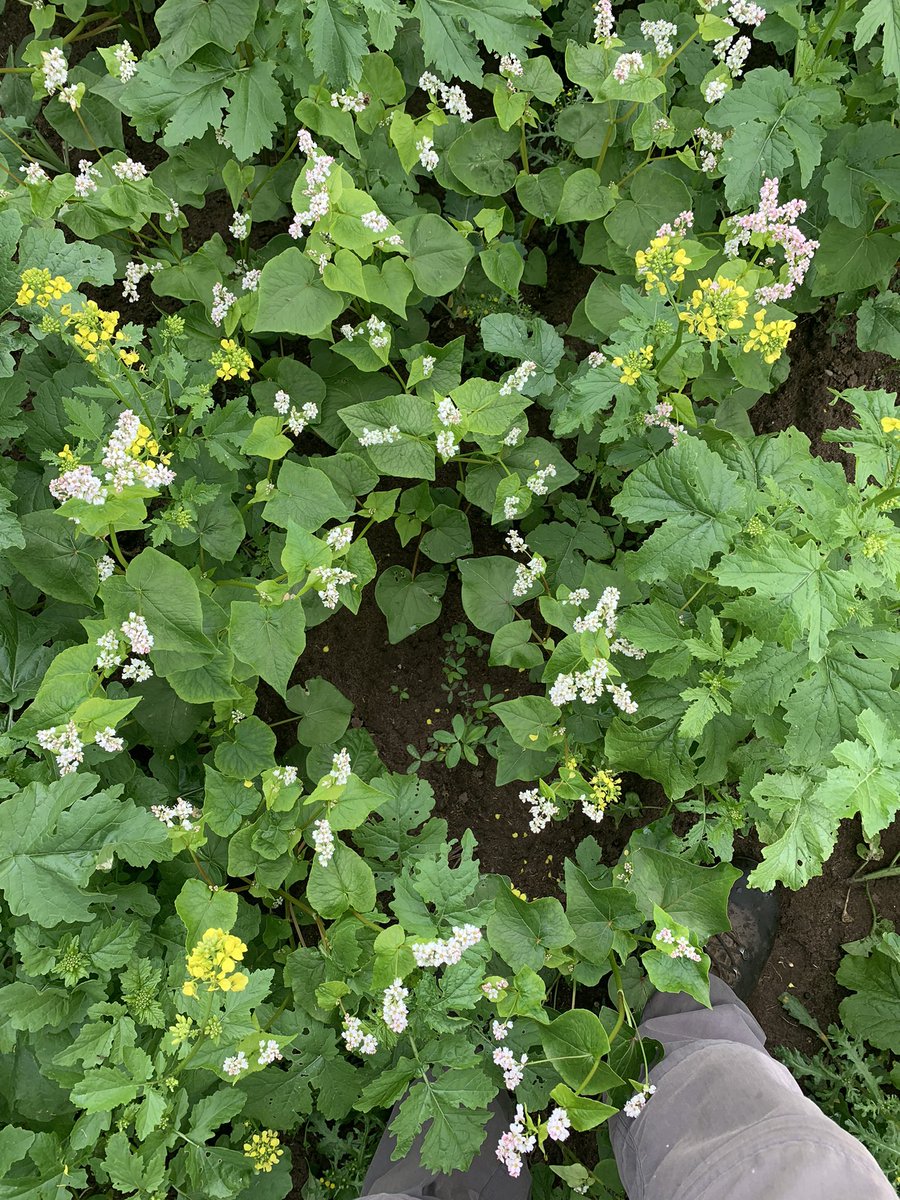 Our @Hutchinsons_Ag Maxi Catch crop mixes looking great ahead of next Thursdays direct drill demonstration. Everyone welcome for an informative day on soil health, drill demo’s and more 🚜🌾