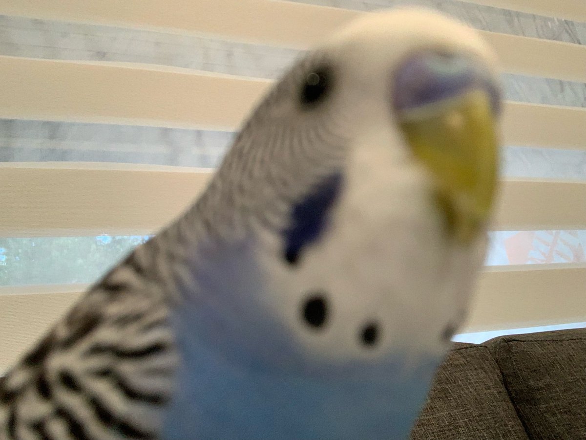 saajen29's tweet photo. Voici mom oiseau poppy! Elle aime beaucoup manger :) https://t.co/5SzJab4qr0