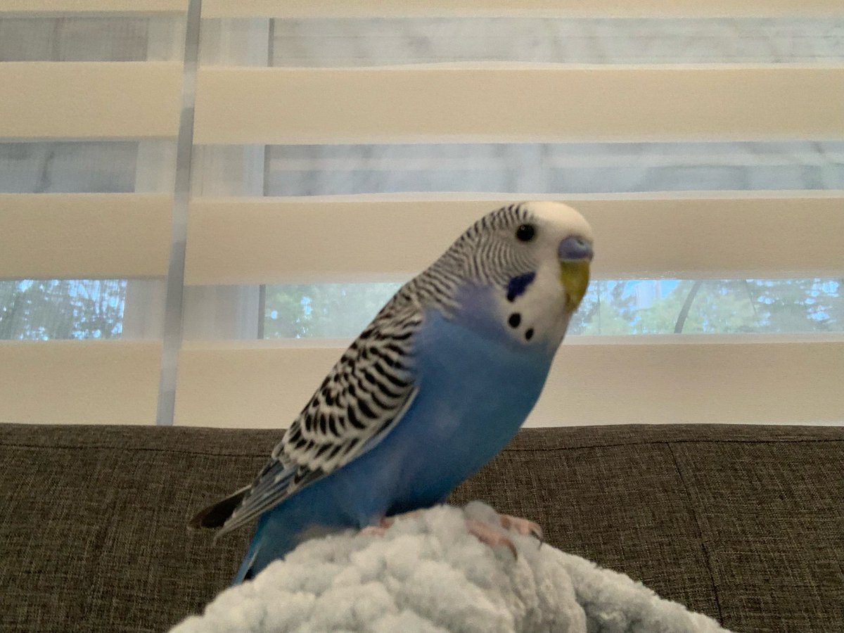 saajen29's tweet photo. Voici mom oiseau poppy! Elle aime beaucoup manger :) https://t.co/5SzJab4qr0