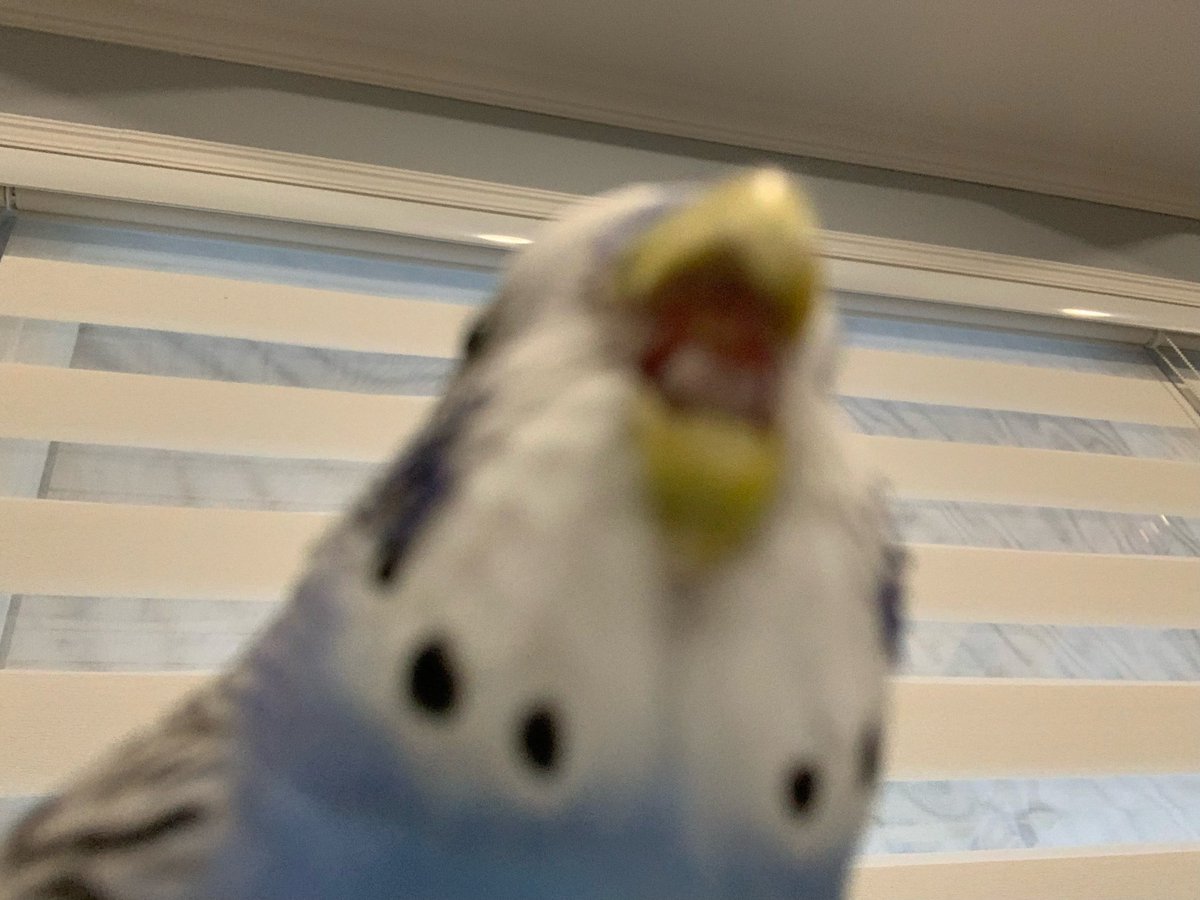 saajen29's tweet photo. Voici mom oiseau poppy! Elle aime beaucoup manger :) https://t.co/5SzJab4qr0