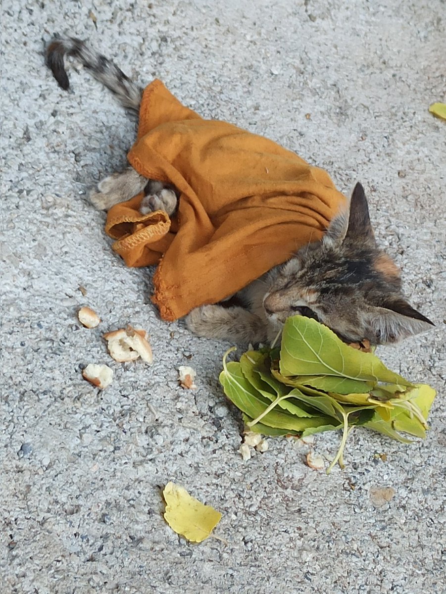 Bu sabah kütüphaneye gitmek için evden çıktık. Bir de ne görelim sokagimizda? Yapraktan yastık yapmışlar üstünü de örtmusler  🥺 hangi koca güzel yürekli insan yaptı bilmiyorum ama içimiz ısındı 😊