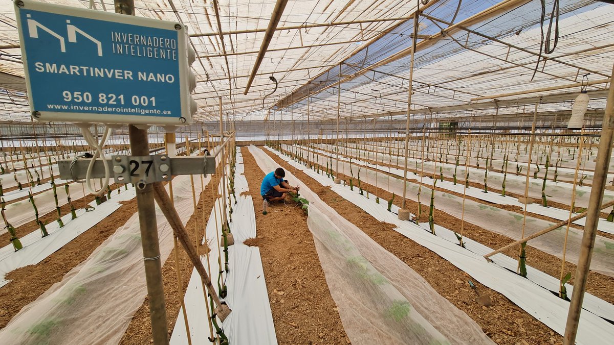 Invernadero Inteligente tweet media