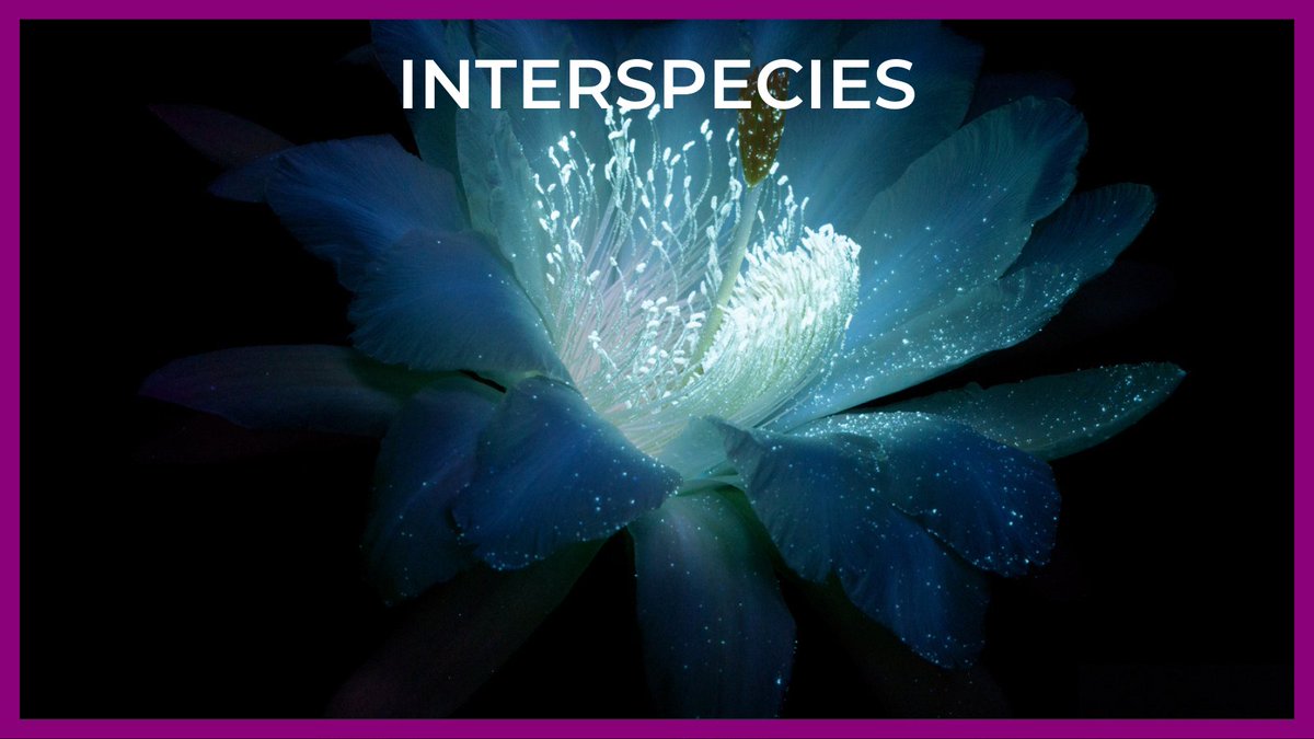 TheDocSociety's tweet photo. ‘Interspecies’ by @lucywalkerfilmis a global sci-fi doc in which humans dramatically demonstrate &amp; passionately argue that plants have as much brainpower as they do beauty. What if they were actually communicating with us? And what do they have to tell us? 
#NewClimateNarratives https://t.co/UBiqBBASRB