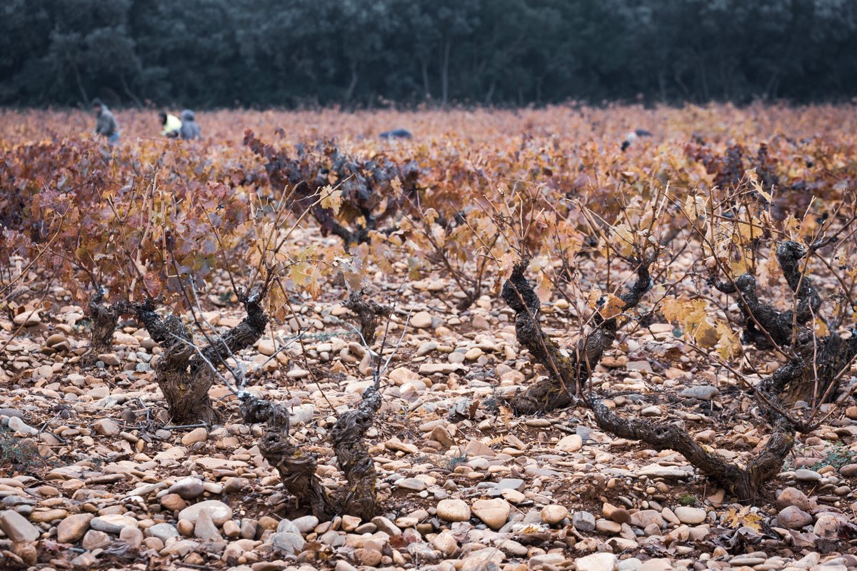 Todo comienza en nuestras fincas. Cada vid, cada racimo y cada uva es cuidada, tratada y respetada como una pieza única.

Nuestro tesoro más preciado, el campo.