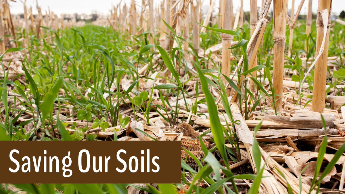 Happy Soil Health Friday! 

Check out the video below! See how Minnesota's farmers use cover crops and their views on soil health. 

youtube.com/watch?v=9eAlqi…