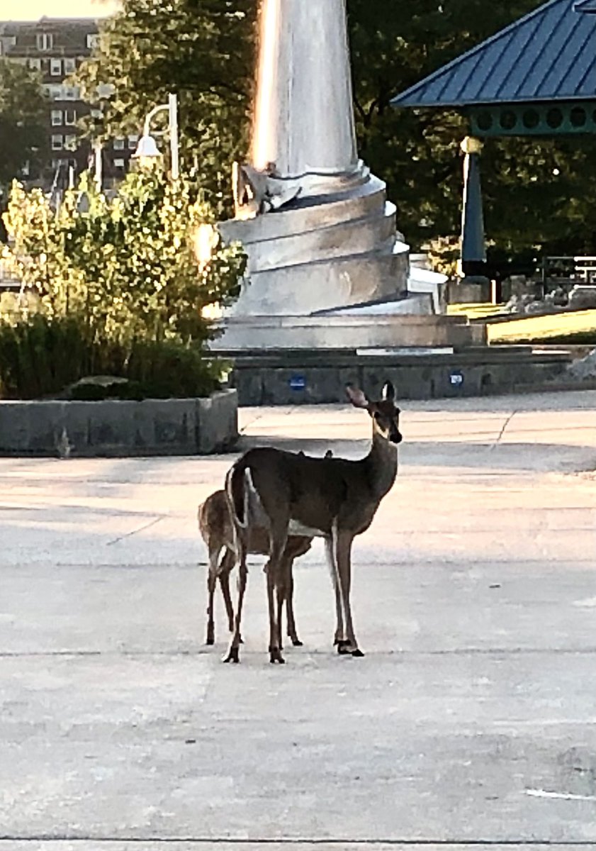 Good morning. #Deer on the pier at Silver #Beach in Saint Joseph. #Michigan #GreatLakes #LakeMichigan <a href="/BerrienCountyMI/">Berrien County MI</a> 🦌