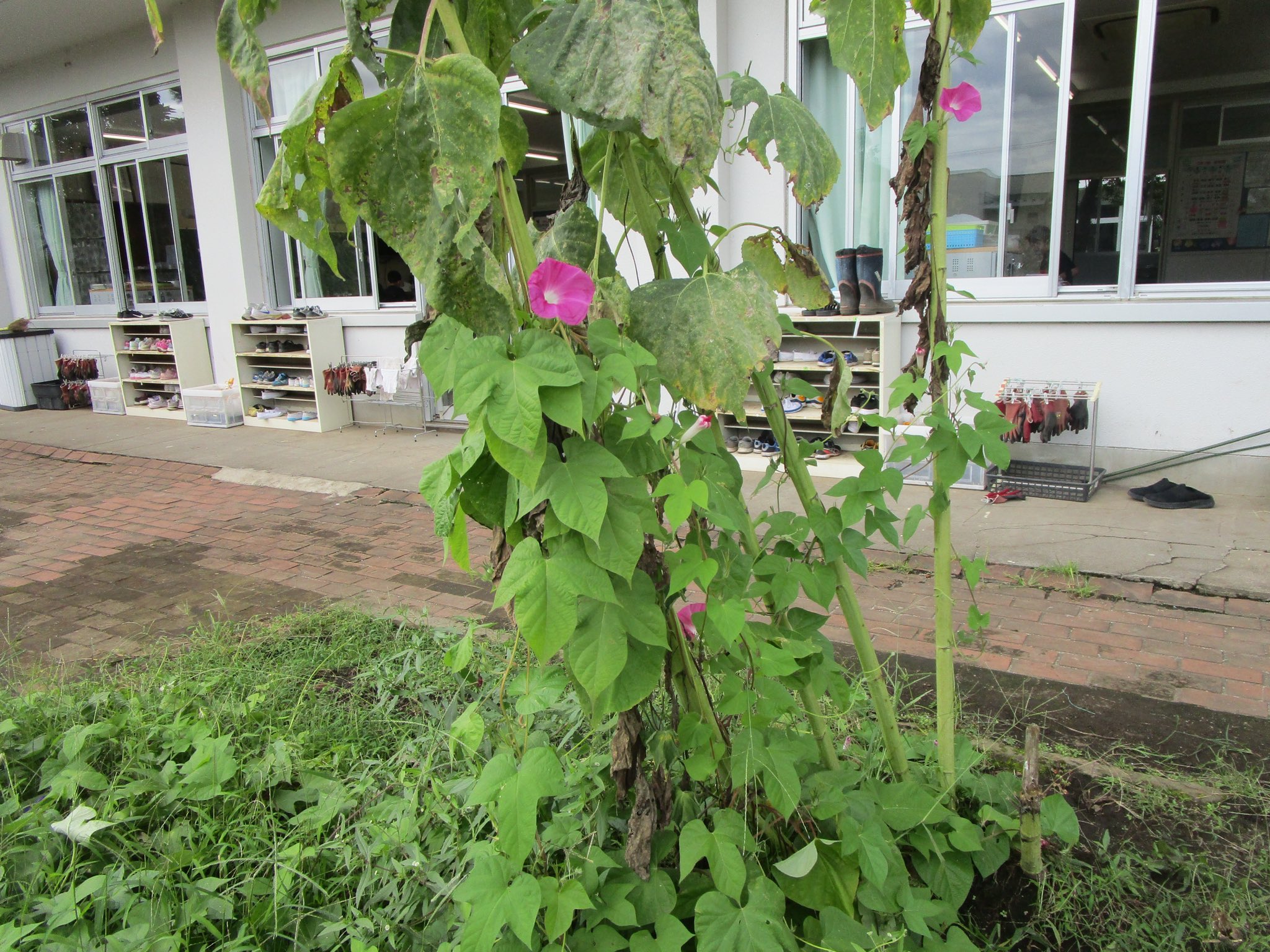 生活科 附属小から明日の授業で使えるかもしれない情報を発信中 発信13 アサガオとヒマワリ アサガオ とヒマワリを一緒に育てると ヒマワリが先に背丈を伸ばすため ヒマワリの茎を支柱代わりにしてアサガオのツルが巻きつきます 人工的な支柱無しでも